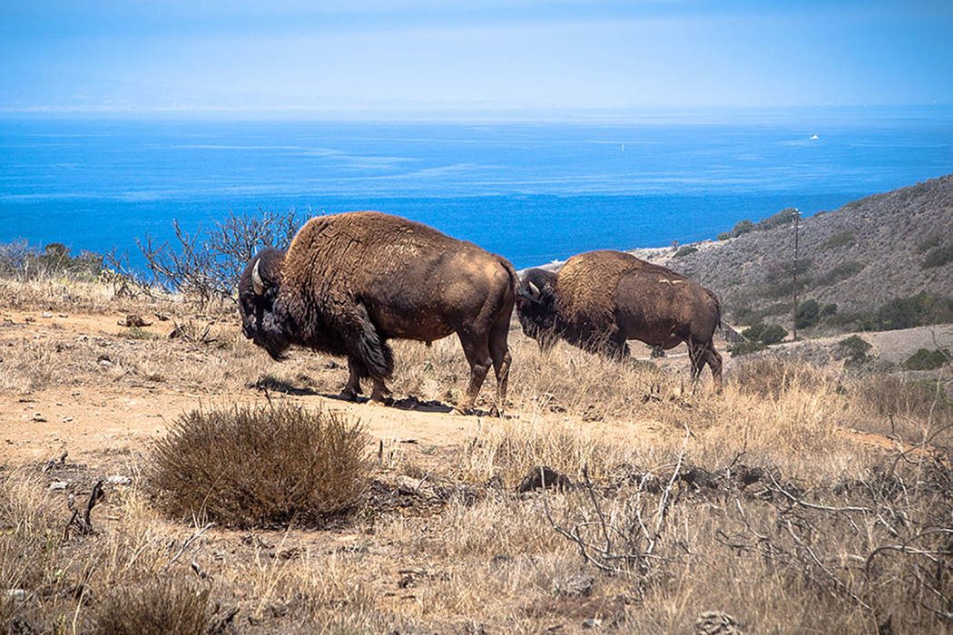 Bison on Catalina Island