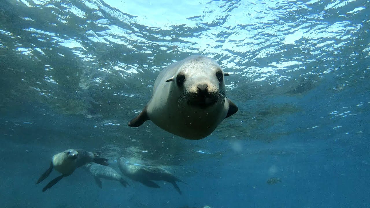Snorkeling with sea lions
