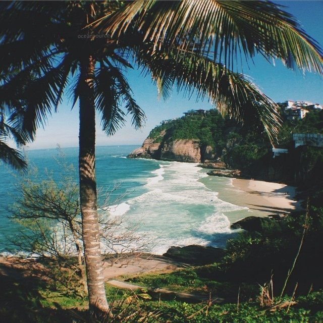a palm tree on a green hillside