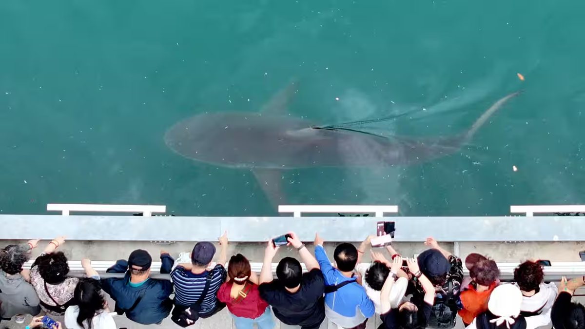 Crowds leaning over the rail at Busan’s North Port canal to see Bukangi the shark